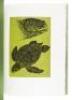 Cheloniidae: Sea Turtles - 6