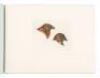 Songbirds - 3