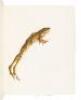 Frogs - 5