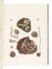 Illustrations of the Conchology of Great Britain and Ireland - 5