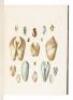 Illustrations of the Conchology of Great Britain and Ireland - 7