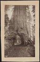 Albumen photograph of a Big Tree with a tunnel carved through it, a man standing at the base