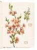 Sample of chromolithograph decals for German transferware - 13
