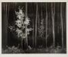 Ansel Adams: Portfolio VII - 5