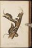 The Quadrupeds of North America - 2