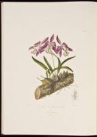 The Orchidaceae of Mexico and Guatemala