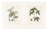 Two botanical engravings after P.-J. Redout&eacute;