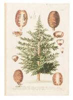 Cedrus Folus Rigidis Acutis Perennantibus, conis subrotundis erectis