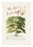 Cedrus folus acuminatis mon deciduis, conis subrotundis erectis
