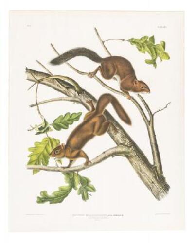 Sciurus mollipilosus - Soft-haired squirrel