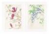 Twenty-two color woodblock botanical prints by Shodo Kawarazaki - 10