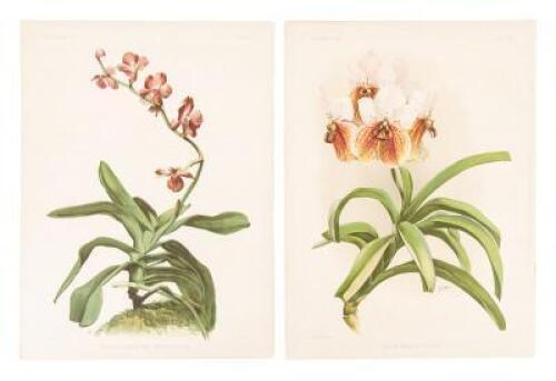 Ten color lithograph plates of Orchids from Reichenbachia