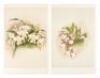 Ten color lithograph plates of Orchids from Reichenbachia - 4