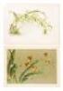 Ten color lithograph plates of Orchids from Reichenbachia - 5