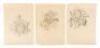 Archive of sketches of Hawaiian flowers by Juliette May Fraser - 2