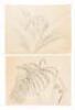 Archive of sketches of Hawaiian flowers by Juliette May Fraser - 4