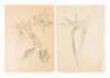 Archive of sketches of Hawaiian flowers by Juliette May Fraser - 5