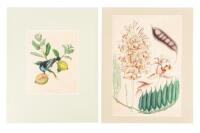 Eleven botanical color plates