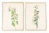 Eight original 19th century illustrations of Hibiscus flowers - 3