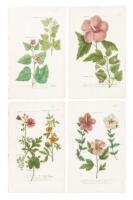 Four colored mezzotints of Hibiscus flowers from Weimann's Phytanthoza Iconographia