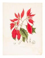 Collection of 18th & 19th century botanical illustrations