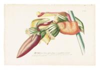 Four hand-colored engraved plates from Plantae Selectae
