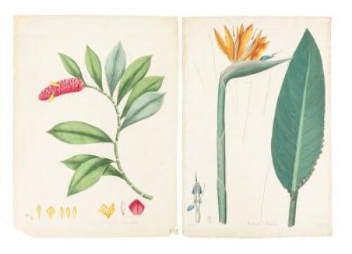 Collection of 18th & 19th century botanical illustrations