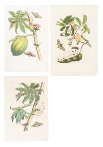 Three hand-colored engravings from Metamorphosis Insectorum Surinamensium