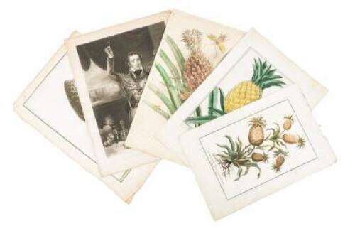 Seven illustrations featuring the Pineapple