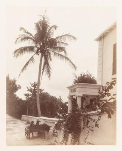 Albumen photograph of two boys or young men on a donkey cart in front of Wistowe, in Flatts Village, Bermuda