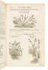 The Herball or Generall Historie of Plantes. Gathered by John Gerarde of London Master in Chirurgerie. Very much Enlarged and Amended by Thomas Johnson, Citizen and Apothecarye of London - 7