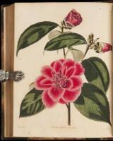 The Botanical Cabinet...with a short account of each, directions for management &c. &c.