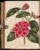 The Botanical Cabinet...with a short account of each, directions for management &c. &c.