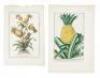 Seven illustrations featuring the Pineapple - 3