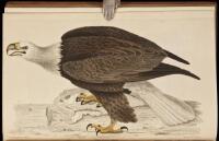 American Ornithology; Or, The Natural History of the Birds of the United States