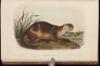 The Quadrupeds of North America. Volume III.