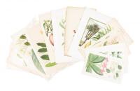 Collection of 18th & 19th century botanical illustrations