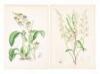 Collection of 18th & 19th century botanical illustrations - 2