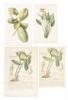 Collection of 18th & 19th century botanical illustrations - 3