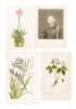 Collection of 18th & 19th century botanical illustrations - 6