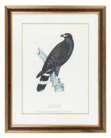 Plate 20 - Great Black Hawk. Buteogallis urubitinga (Gmelin)