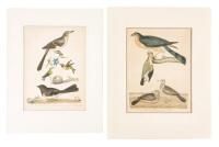 Six hand-colored copper-engraved ornithological plates from drawings by Alexander Wilson