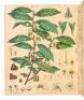 The Natural History of the Tea-Tree, with observations on the Medical Qualities of Tea, and on the Effects of Tea-Drinking. - 3