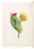 The American Flora, Or History of Plants and Wild Flowers; Containing a Systematic and General Description, Chemical and Medical Properties... Volume 1 - 3