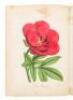 The American Flora, Or History of Plants and Wild Flowers; Containing a Systematic and General Description, Chemical and Medical Properties... Volume 1 - 5