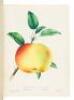 The Specimen Book of Fruits, Flowers, and Ornamental Trees. Carefully Drawn and Colored from Nature, for the Use of Nurserymen - 4