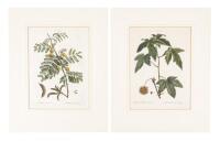 Two botanical engravings after P.-J. Redouté