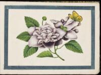 Album of 12 watercolor botanical paintings