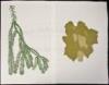 Lot of 9 Linoleum-Block Prints of grapes and other botanical subjects, each signed, titled and numbered in pencil - 3