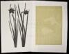 Lot of 9 Linoleum-Block Prints of grapes and other botanical subjects, each signed, titled and numbered in pencil - 4